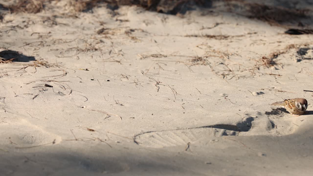 모래 해변에서 음식을 찾는 집의 새끼새.