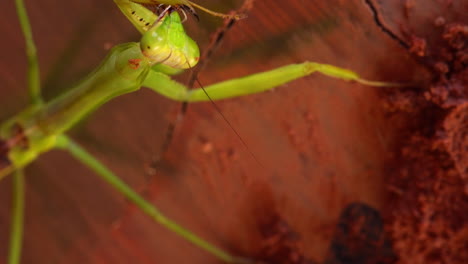 Closeup-of-green-praying-mantis-on-drum-plate-dirty-mud-cleaning-itself