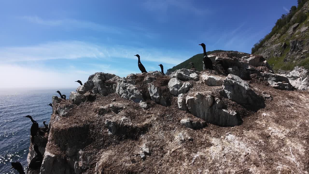 Experience the beauty of rocky cliffs and cormorants along the coastline under clear skies
