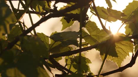 evening sun glowing through green leaves, cinematic motion view