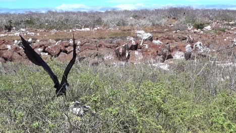 a great frigate bird starts from the nest, in the galapagos islands