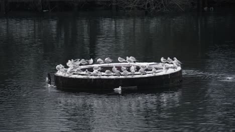 Slow-motion-static-shot-of-many-gulls-sitting-in-a-circle-on-a-lake