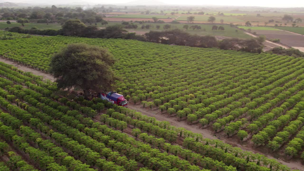 드론 촬영은 리마에서 대규모 파파야 농장을 드러니다.