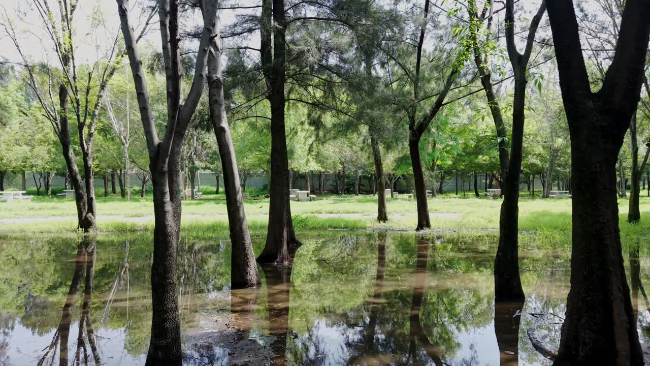 Drone advances through trees and water at its bases, in a park