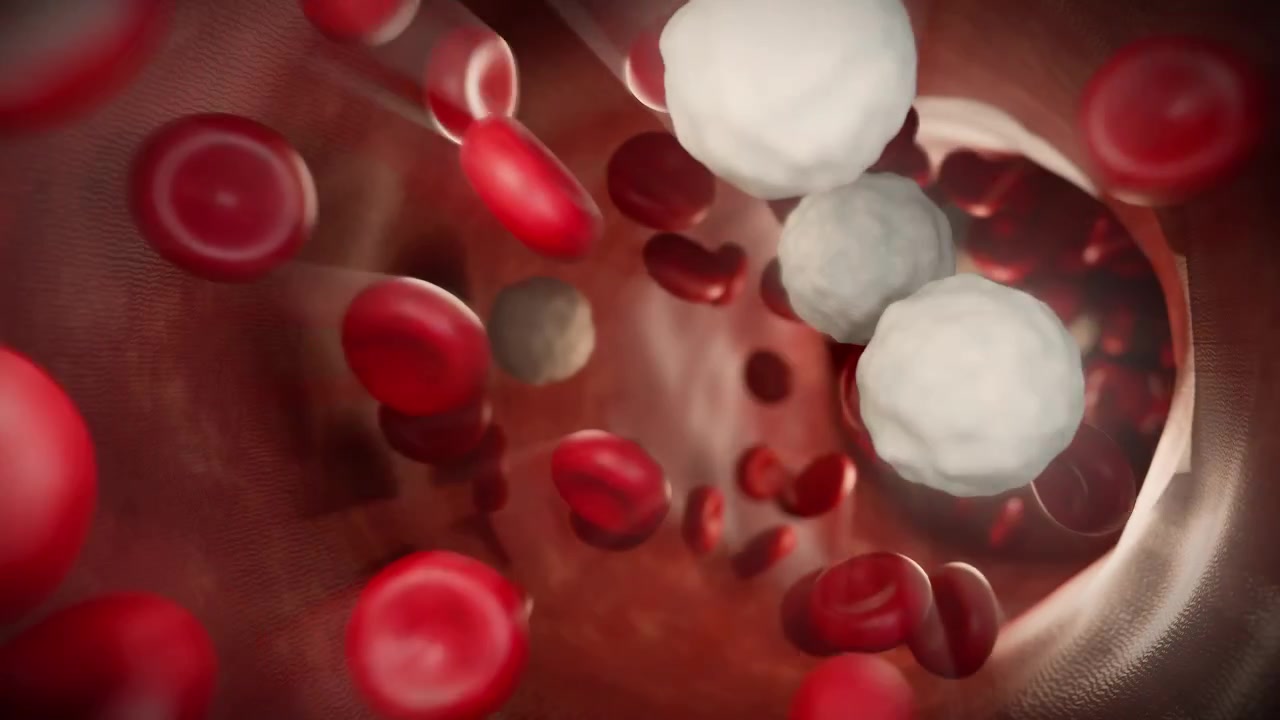 Microscopic 3D Animation of Red and White Blood Cells Flowing Inside a Blood Vessel Loop 4k