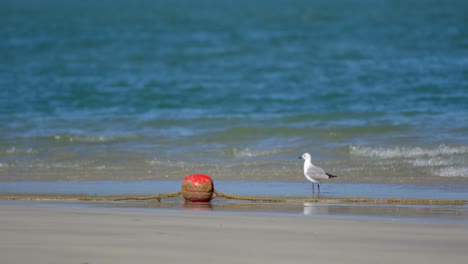 seagull on sandy beach near red buoy