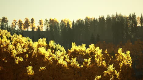 valley with autumn trees among the mountains lit by the sun at sunset