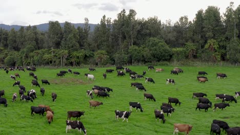 Herd-of-cows-grazing-in-green-lush-highlands-of-New-Zealand,-aerial