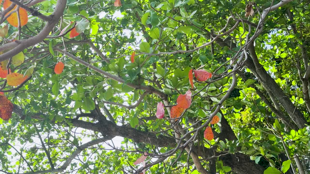 una vista serena de un almendro de mar con hojas vibrantes balanceándose suavemente en la luz del sol en la playa de laem singh, phuket