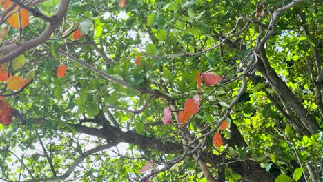 a serene view of a sea almond tree with vibrant leaves swaying gently in the sunlight at laem singh beach, phuket