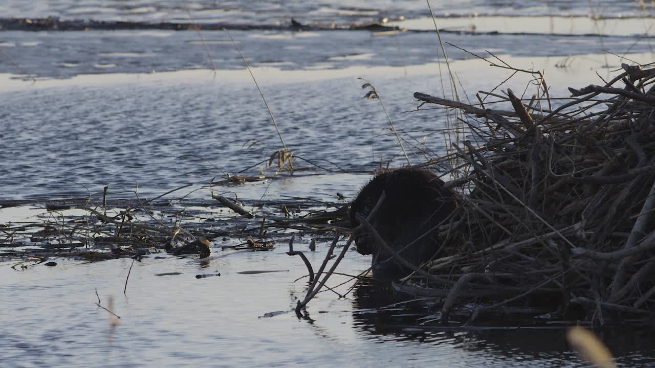 castor nadando en aguas tranquilas del lago al amanecer y al atardecer
