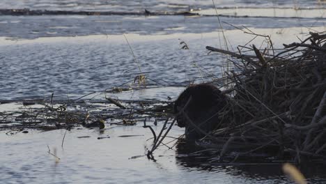 beaver swimming in calm lake water at dawn and dusk
