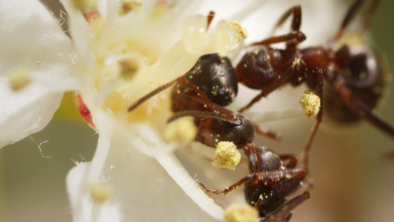 Two Formica ants eating nectar from Photinia × fraseri, Red Tip Photinia flower