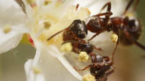 dos hormigas formica comiendo el néctar de la flor de la fotinia × fraseri, de punta roja