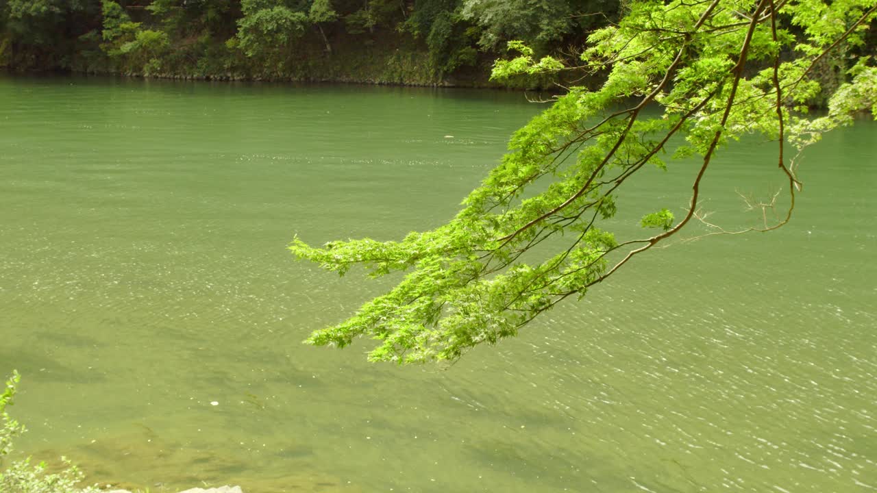 일본 교토의 강 위에 매달려 있는 나뭇가지의 샷, 일본 4k 여름