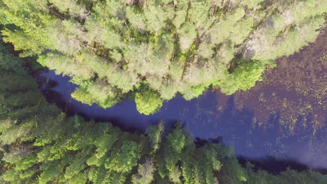 Aerial-footage-of-a-river-delta-and-coniferous-forest-in-the-Finnish-wilderness