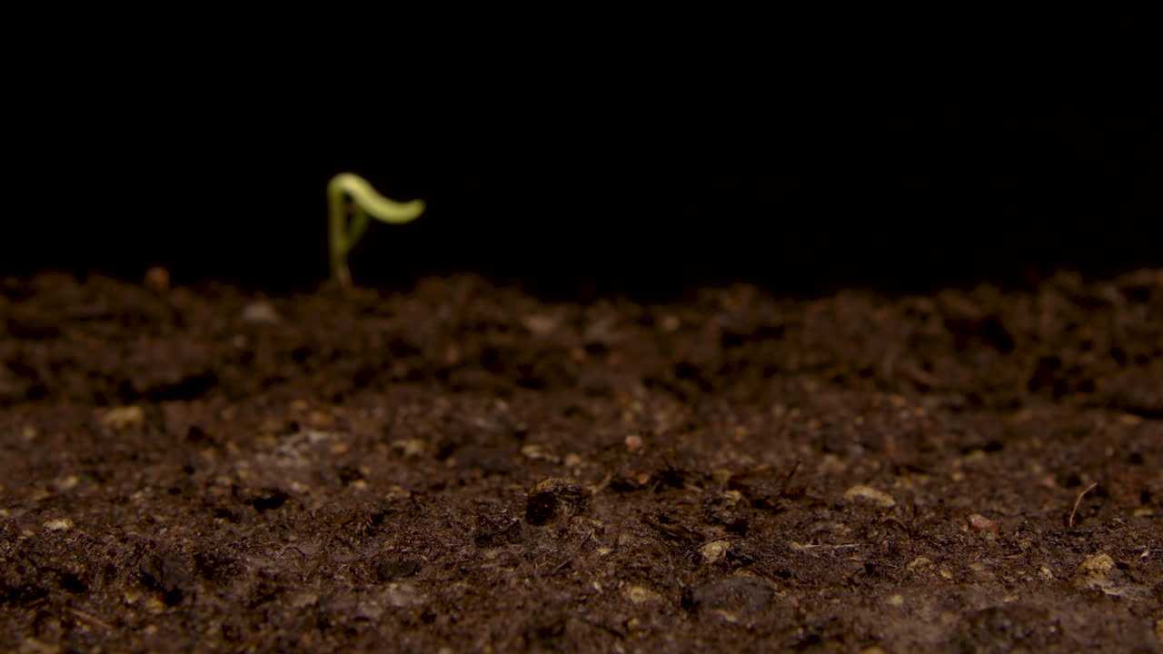 lapso de tiempo - girasoles brotando en el suelo, estudio, fondo negro, inclinación hacia arriba