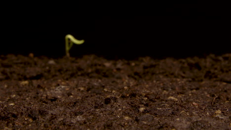 TIME-LAPSE---Sunflowers-sprouting-in-soil,-studio,-black-background,-tilt-up
