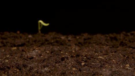 time lapse - sunflowers sprouting in soil, studio, black background, tilt up