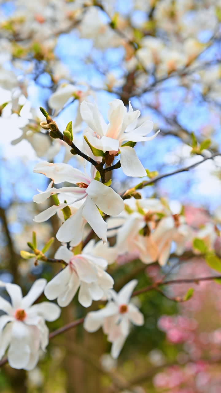 Blooming magnolia tree at sunset light. Blooming magnolia branches at sunset light. Pink magnolia tree. Magnolia tree background