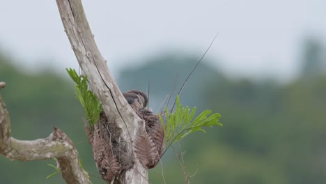 camera zooms out while the bird is in its nest tending its babies, ashy woodswallow artamus fuscus, thailand