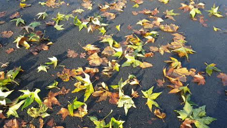 a lot of maple leaves laying at the street at a sunny day in autumn.florence rifredi metropolitan area
