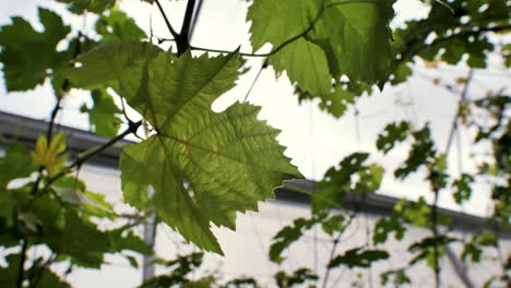 looking up into sunny green leaves of grape bush growing inside the greenhouse