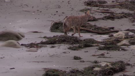 Un-Coyote-Camina-En-El-Desierto