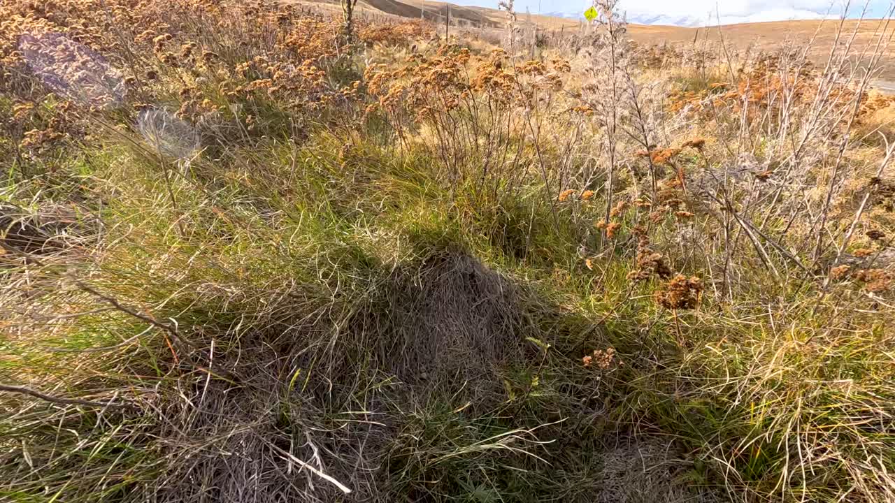 Camera moves steadily through a sunlit, windy grassland filled with dry autumn grasses, wildflowers, and weeds under partly cloudy skies