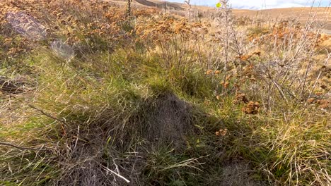 camera moves steadily through a sunlit, windy grassland filled with dry autumn grasses, wildflowers, and weeds under partly cloudy skies