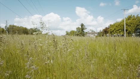 hermosa hierba panorámica, plano verde de tiro real soplando en el viento