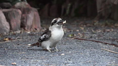 Kookaburra-Zwischen-Bäumen-Im-Hinterhof-4k-Uhd