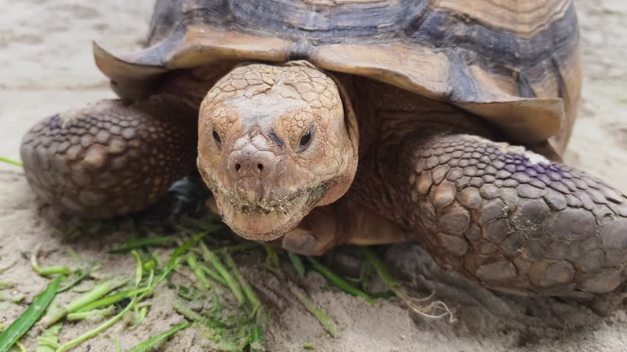 Giant Tortoise in a Zoo