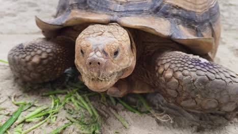 giant tortoise in a zoo