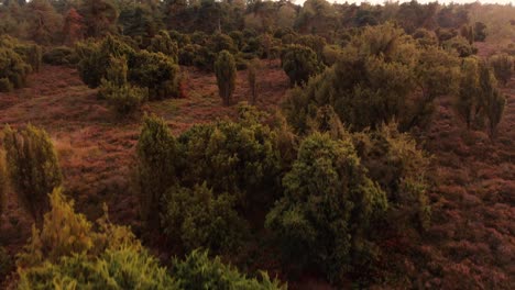 Luftaufnahme-Aus-Geringer-Sicht-Eines-Flecks,-Der-Nach-Einem-Trockenen-Sommer-Nach-Oben-Schwenkt-Und-Ein-Typisches-Moorland-Mit-Heide--Und-Wacholderbäumen-Freigibt