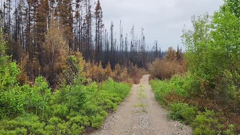 pov drive through burnt and saved forest after wildfire