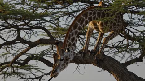 giraffe in a tree
