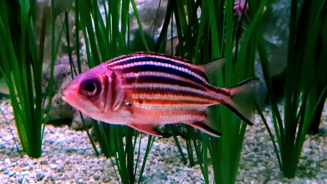 Naso Thynnoides And Crown Squirrelfish Fishes Undersea. Closeup Shot