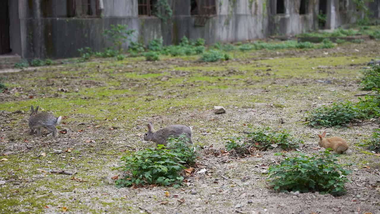 토끼는 일본의 토끼 섬인 오쿠노시마의 경내에서 장난치며 놀고 있습니다.