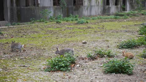 los conejos se divierten en los terrenos de okunoshima, la isla japonesa de los conejos