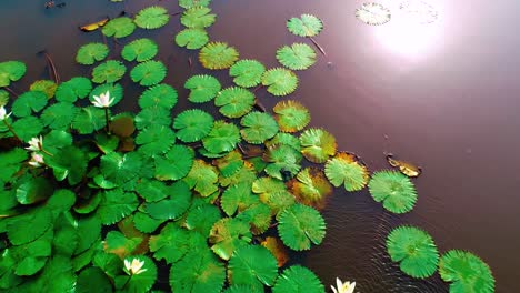 This-is-a-slowed-4k-drone-footage-of-water-lilies