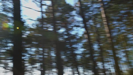 blurred forest trees