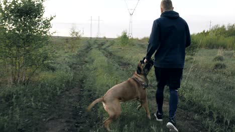 dolly shot of young sporty man running with his bullmastiff dog outdoors at park and preparing his pet for competition