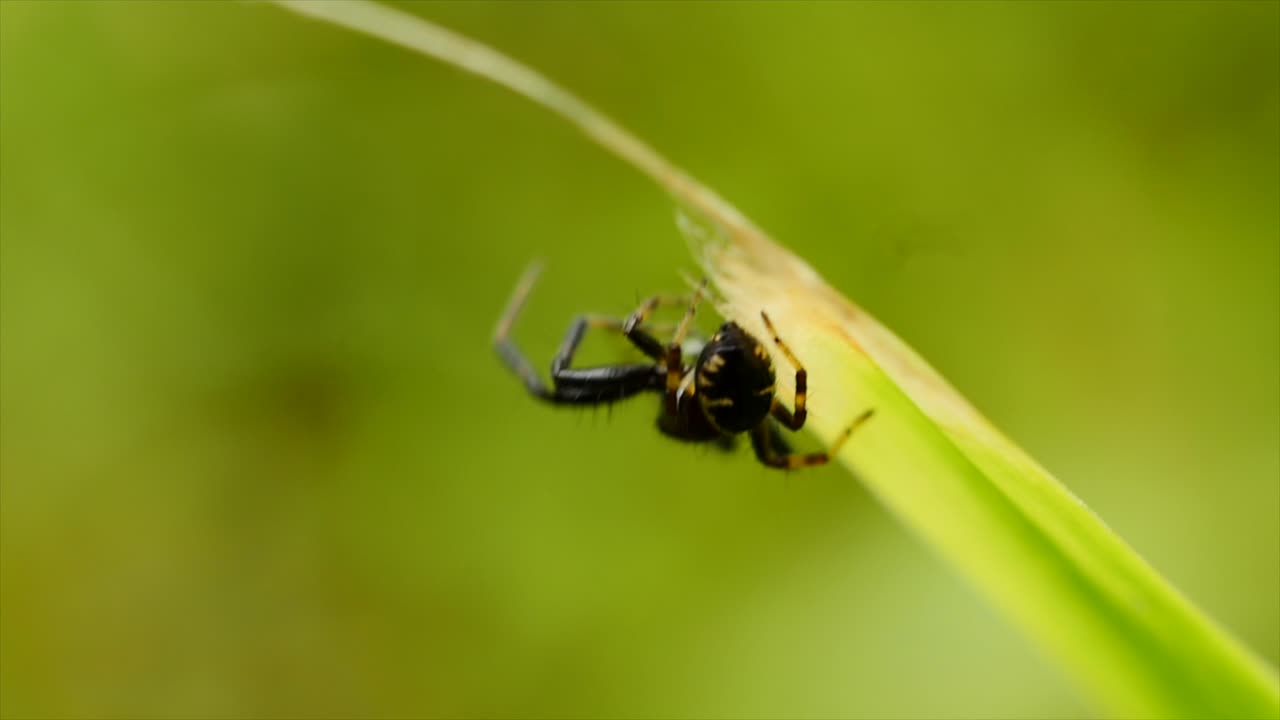 Bellissimo macro primo piano di un piccolo ragno saltatore nero e giallo che tesse la sua tela nell'erba.