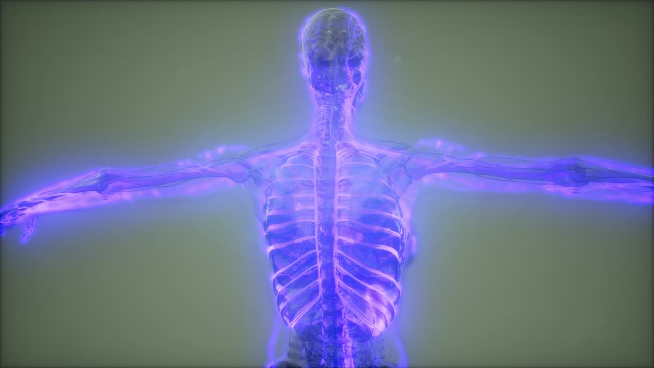 vasos sanguíneos del cuerpo humano