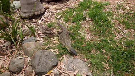 Australian-Goanna-moving-and-climbing-over-rocks-while-flicking-tongue