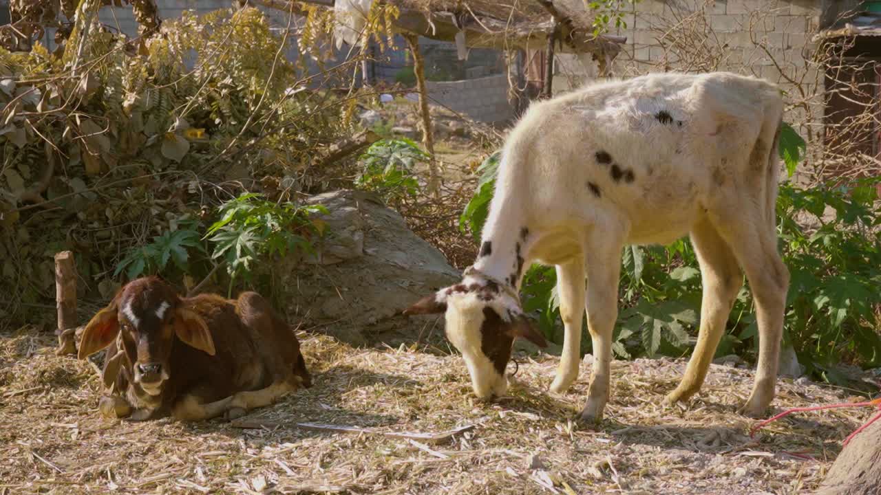 Two Calves in a Rural Village