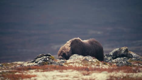 Blick-Auf-Einen-Moschusochsenbullen,-Der-Im-Herbst-In-Dovrefjell,-Norwegen-Isst---Breit