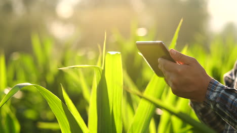 el primer plano de la lente muestra las manos del agricultor sosteniendo una tableta y tocando e inspeccionando las hojas de los brotes del futuro cultivo, enviando a los agrónomos para estudiar el gen de los productos modificados.