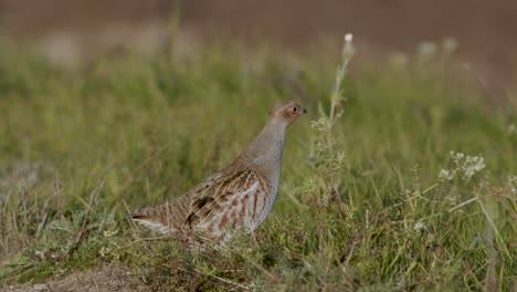 Perfect-closeup-of-gray-partridge-bird-walking-on-road-and-grass-meadow-feeding-and-hiding